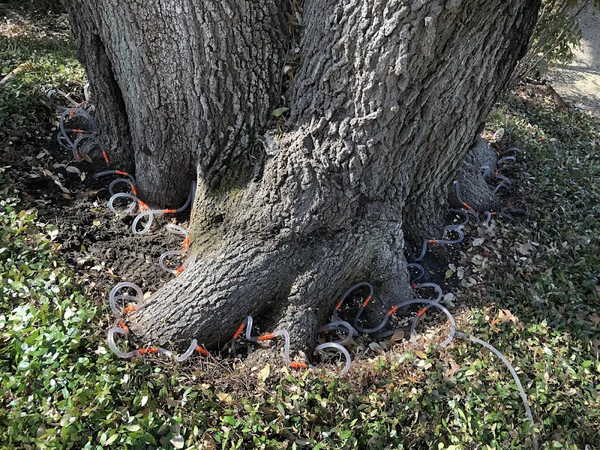 Detailed Tree Cabling and Bracing job site in Barton City